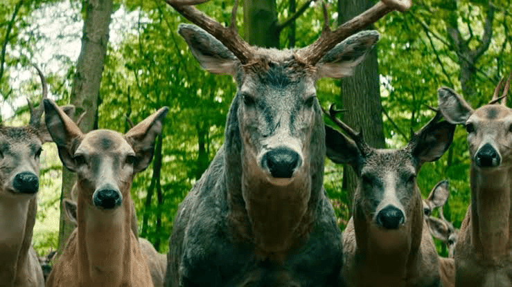 鹿の大群が家のそばまで来る異様な光景